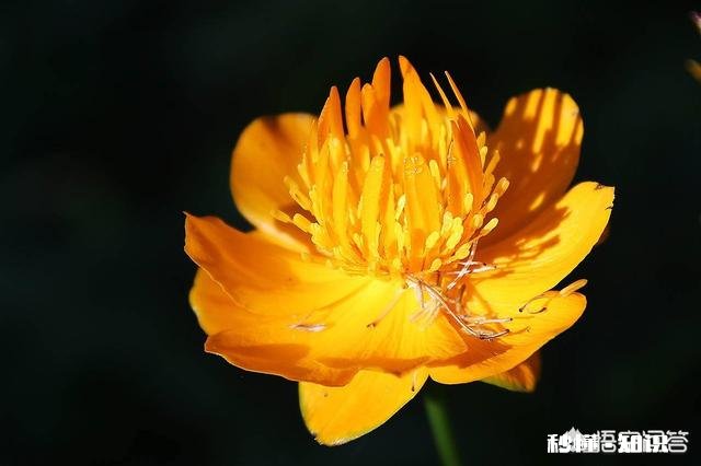 金莲花是只生长在高原地区的花朵吗有人说其祛火功效是金银花的两倍，对此你怎么看