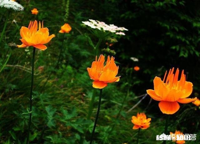 金莲花是只生长在高原地区的花朵吗有人说其祛火功效是金银花的两倍，对此你怎么看