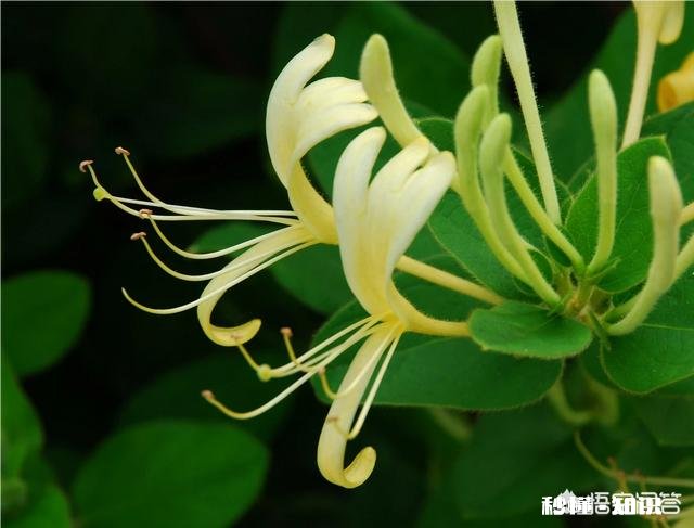 金莲花是只生长在高原地区的花朵吗有人说其祛火功效是金银花的两倍，对此你怎么看