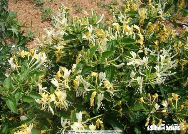 金莲花是只生长在高原地区的花朵吗有人说其祛火功效是金银花的两倍，对此你怎么看