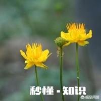 金莲花是只生长在高原地区的花朵吗有人说其祛火功效是金银花的两倍，对此你怎么看