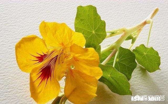 金莲花是只生长在高原地区的花朵吗有人说其祛火功效是金银花的两倍，对此你怎么看