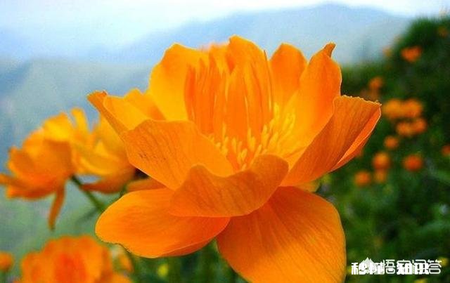 金莲花是只生长在高原地区的花朵吗有人说其祛火功效是金银花的两倍，对此你怎么看