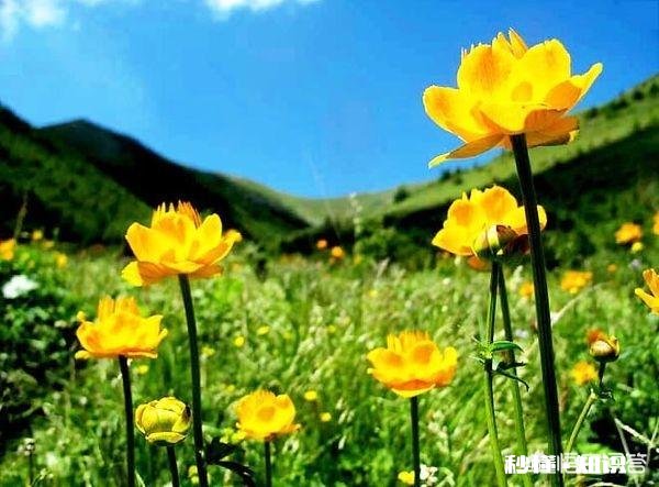 金莲花是只生长在高原地区的花朵吗有人说其祛火功效是金银花的两倍，对此你怎么看