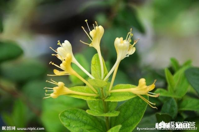 金莲花是只生长在高原地区的花朵吗有人说其祛火功效是金银花的两倍，对此你怎么看