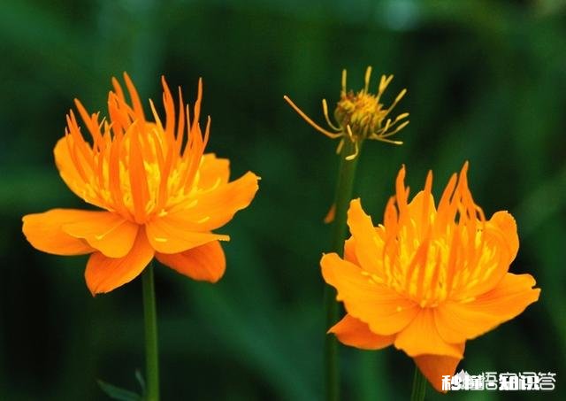 金莲花是只生长在高原地区的花朵吗有人说其祛火功效是金银花的两倍，对此你怎么看