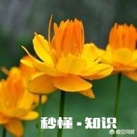 金莲花是只生长在高原地区的花朵吗有人说其祛火功效是金银花的两倍，对此你怎么看