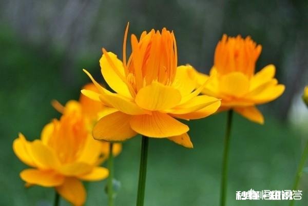 金莲花是只生长在高原地区的花朵吗有人说其祛火功效是金银花的两倍，对此你怎么看