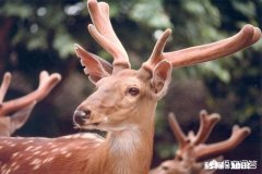 怎样提高鹿茸的产量它的功效和作用有哪些