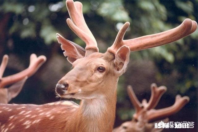 怎样提高鹿茸的产量它的功效和作用有哪些