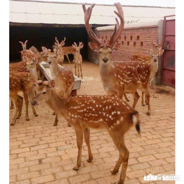 怎样提高鹿茸的产量它的功效和作用有哪些