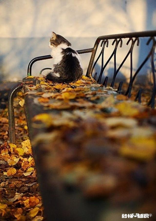 你有没有开车开1000公里去见你喜欢的人一面的经历