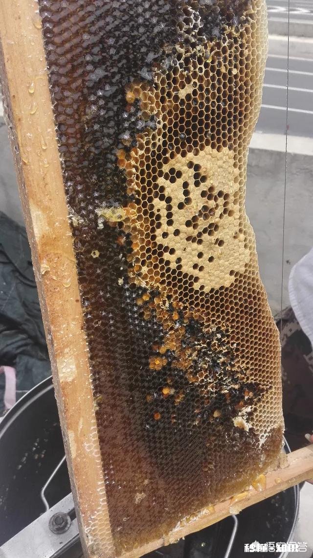 18年大山深处的野生蜂蜜价格怎么样