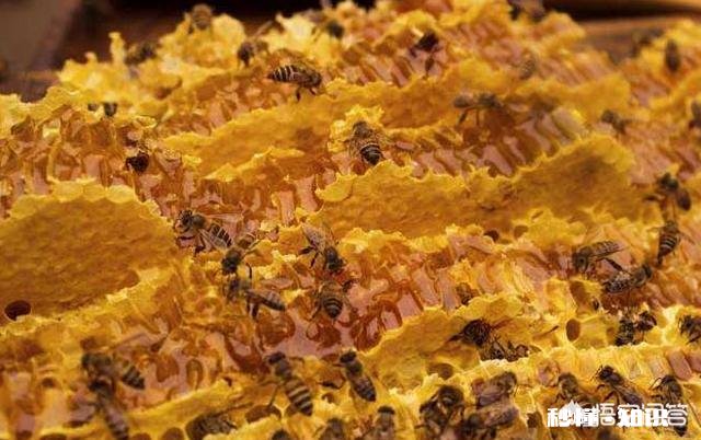 18年大山深处的野生蜂蜜价格怎么样