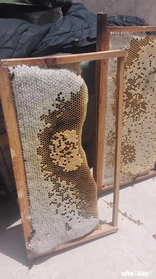 18年大山深处的野生蜂蜜价格怎么样