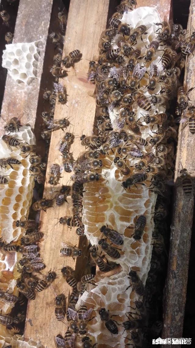 18年大山深处的野生蜂蜜价格怎么样