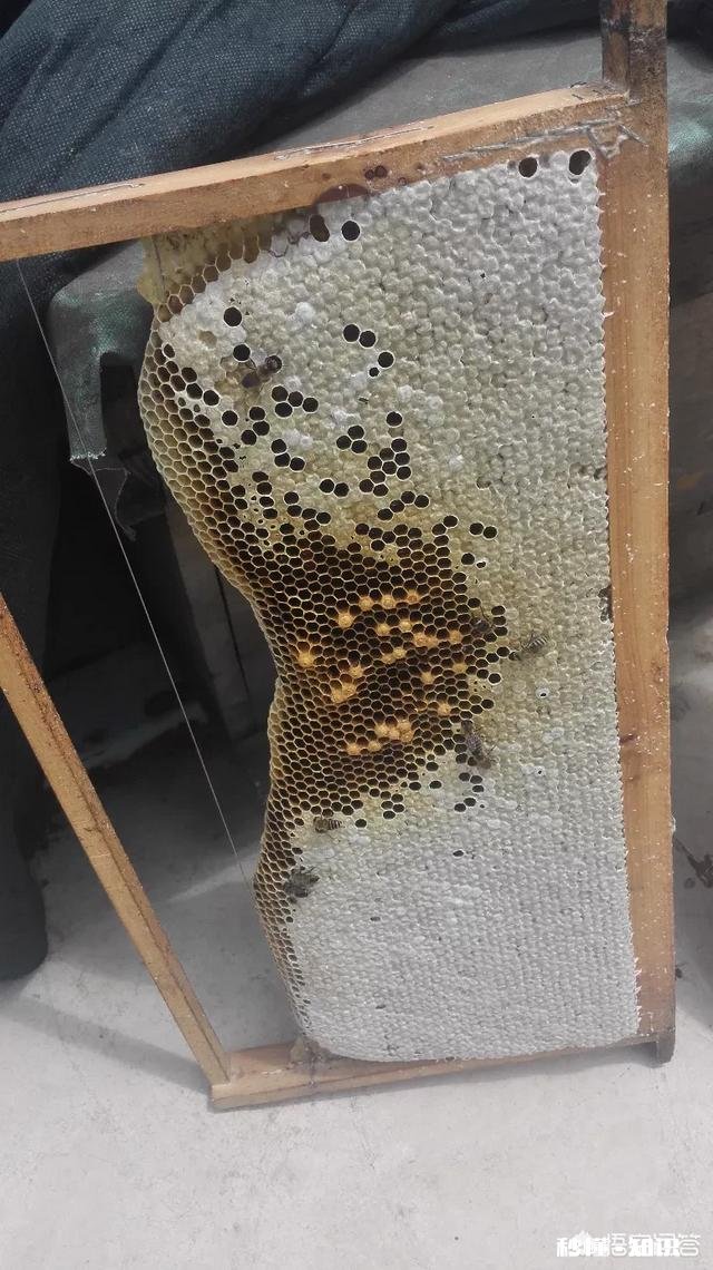 18年大山深处的野生蜂蜜价格怎么样