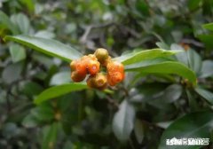 鸡蛋和鸭蛋哪个养分多