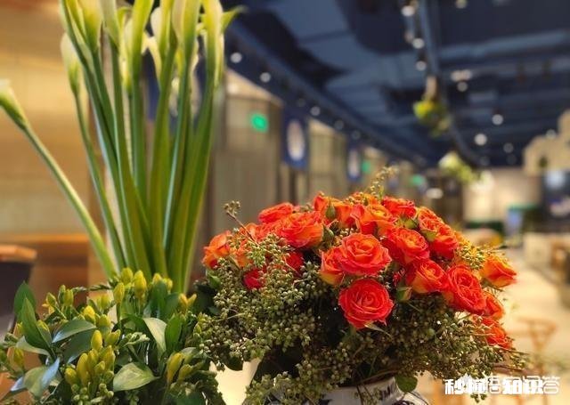 iqoo和s1pro拍照哪个实力强