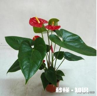 怎样养好红掌花及栽培技术