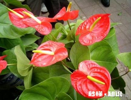 怎样养好红掌花及栽培技术