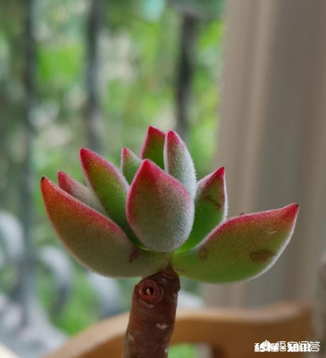 为什么那么多人喜欢养多肉植物