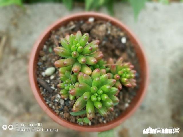 为什么那么多人喜欢养多肉植物