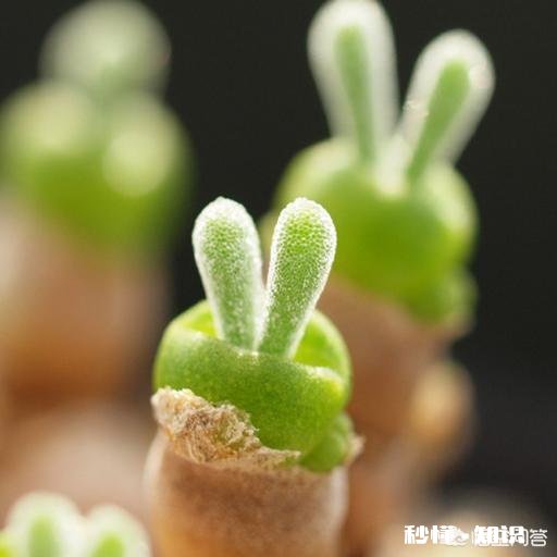 为什么那么多人喜欢养多肉植物