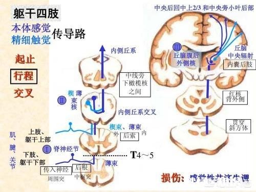 睡眠中经常咬舌头疼醒是怎么回事
