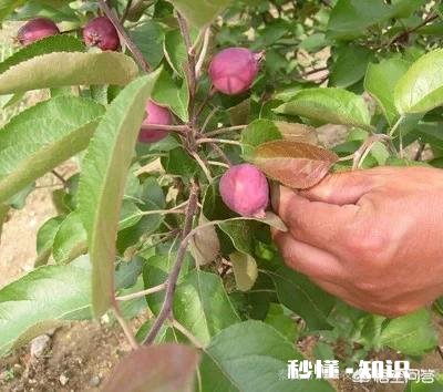 怎么嫁接才能保留十二年苹果树的三大主枝