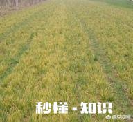 小麦种植过程中，哪些原因能导致弱苗农户们该如何补救