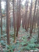 若农村隔壁的邻居卖树伤了房子，是找砍树的人，还是找邻居