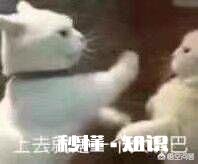 有没有什么表情包能回应只发“哈哈哈哈哈哈哈”的这类人