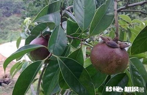 山竹生长的环境是什么样的如何种植好山竹