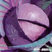 紫甘蓝上的农药该怎么去除