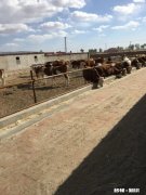 本人想养牛不知道哪里有好的牛犊卖