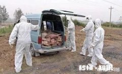 非洲猪瘟厉害吗影响是怎样的