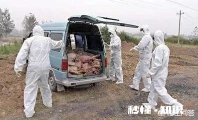 非洲猪瘟厉害吗影响是怎样的