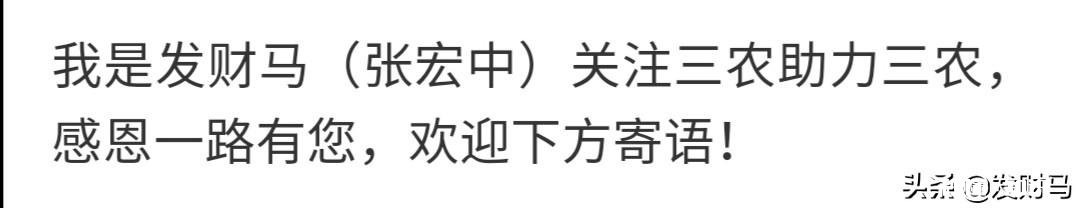 非洲猪瘟厉害吗影响是怎样的