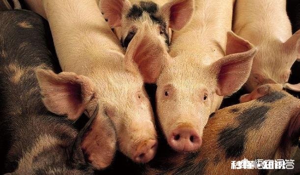 非洲猪瘟厉害吗影响是怎样的