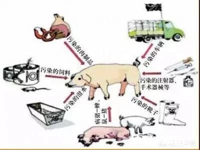 非洲猪瘟厉害吗影响是怎样的