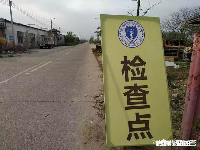 非洲猪瘟厉害吗影响是怎样的