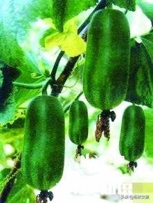 节瓜什么时候种