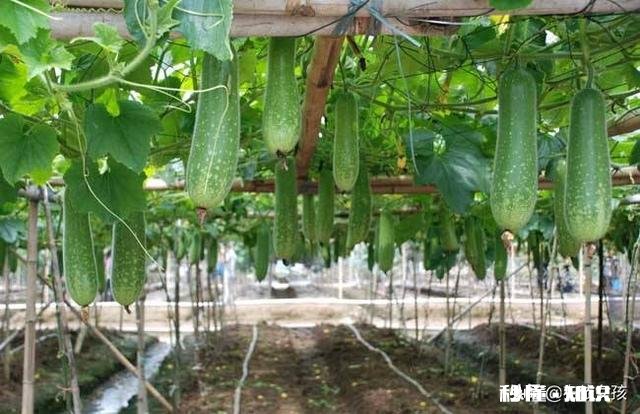 节瓜什么时候种