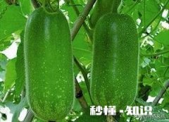 节瓜什么时候种
