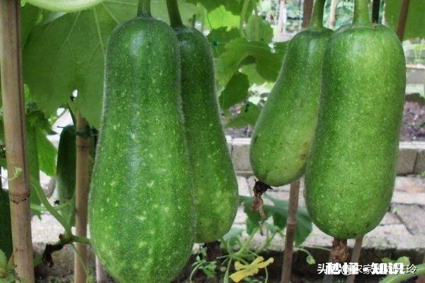 节瓜什么时候种