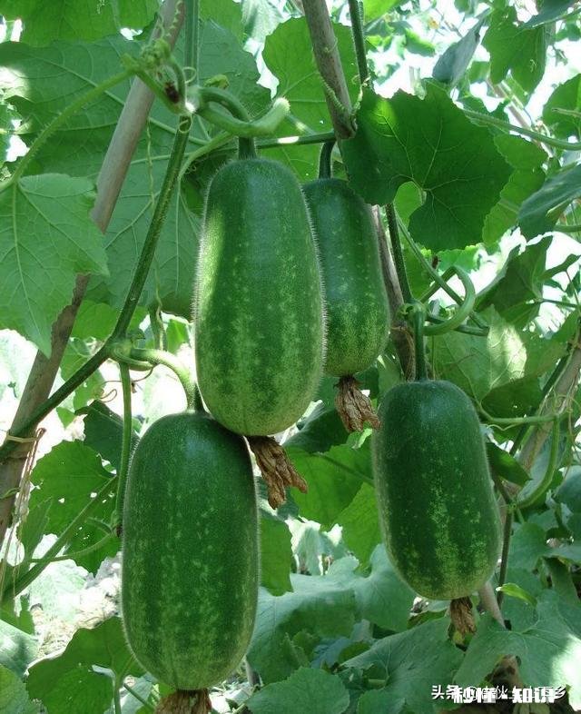 节瓜什么时候种