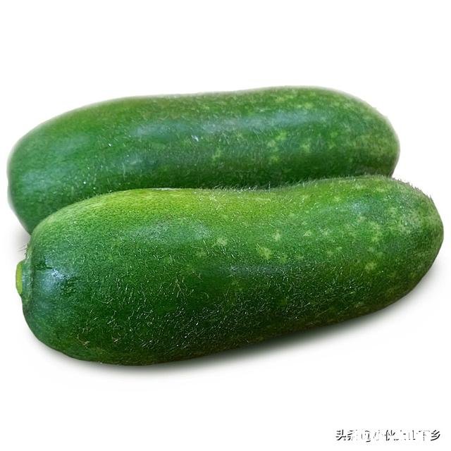 节瓜什么时候种