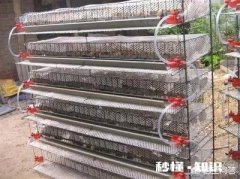 养鹌鹑病害多吗需要注意什么问题