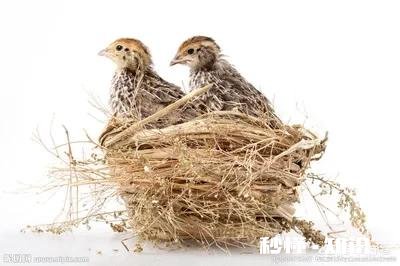 养鹌鹑病害多吗需要注意什么问题